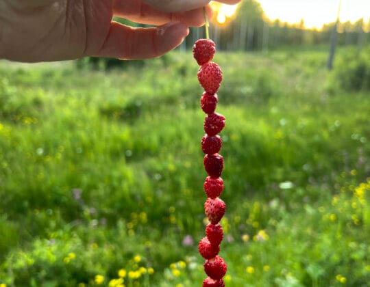 Foto: Susann Rickan