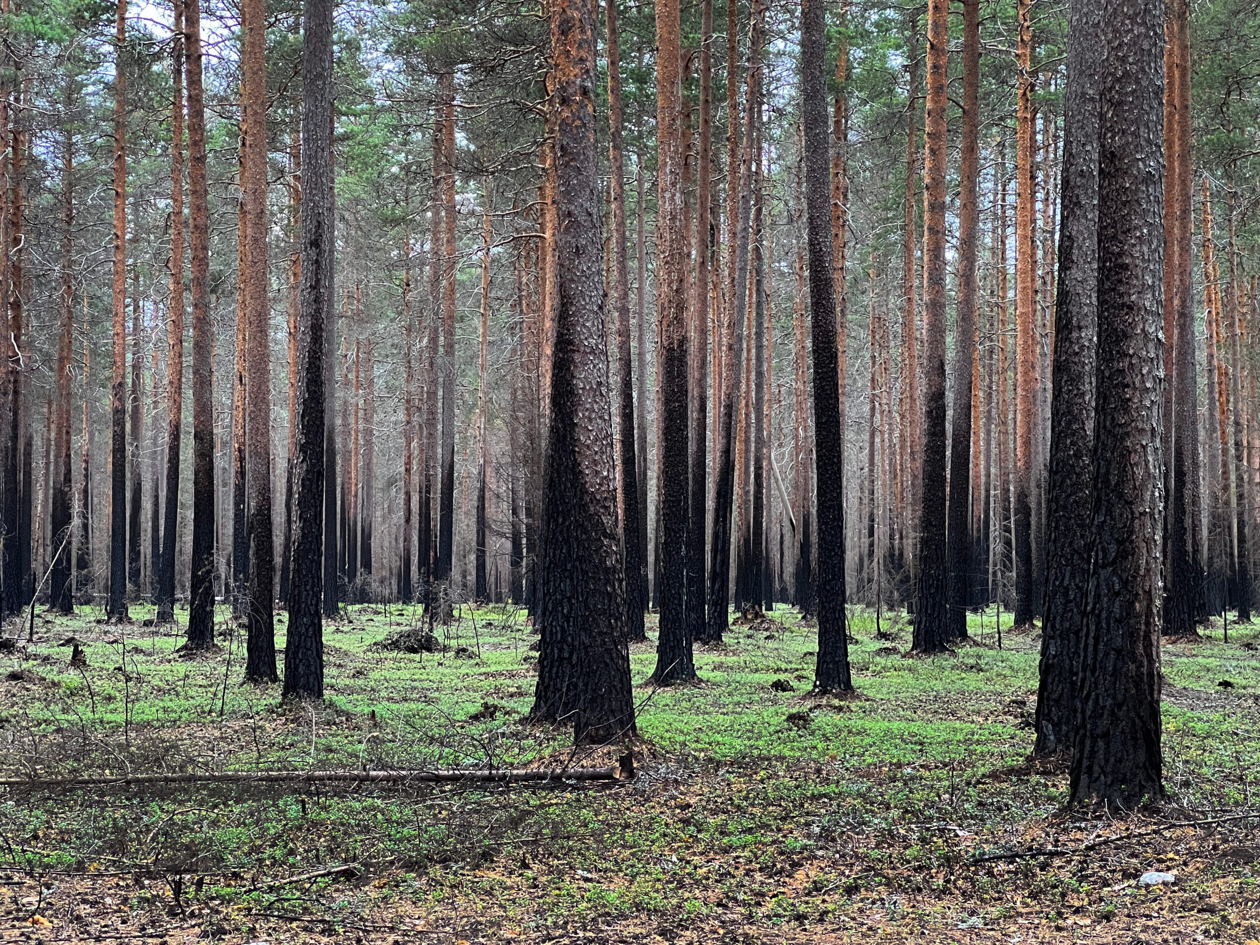 Naturvårdsbränning i Nittdalen, Bergslagen Foto: Susann Rickan