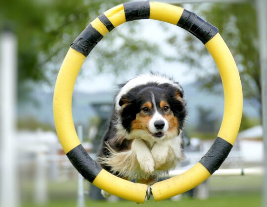 hund-hoppar-genom-ring-kanske glada-aktiva-hundar-och-ägare