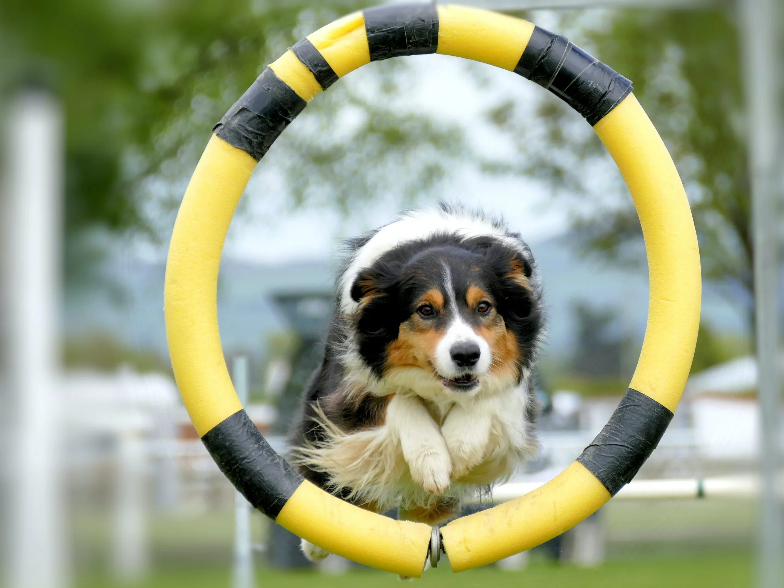 hund-hoppar-genom-ring-kanske glada-aktiva-hundar-och-ägare