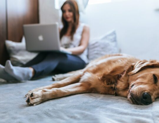 hund-i-förgrunden-person-med-laptop-i-bakgrunden-kanske-läser-hon-strategin