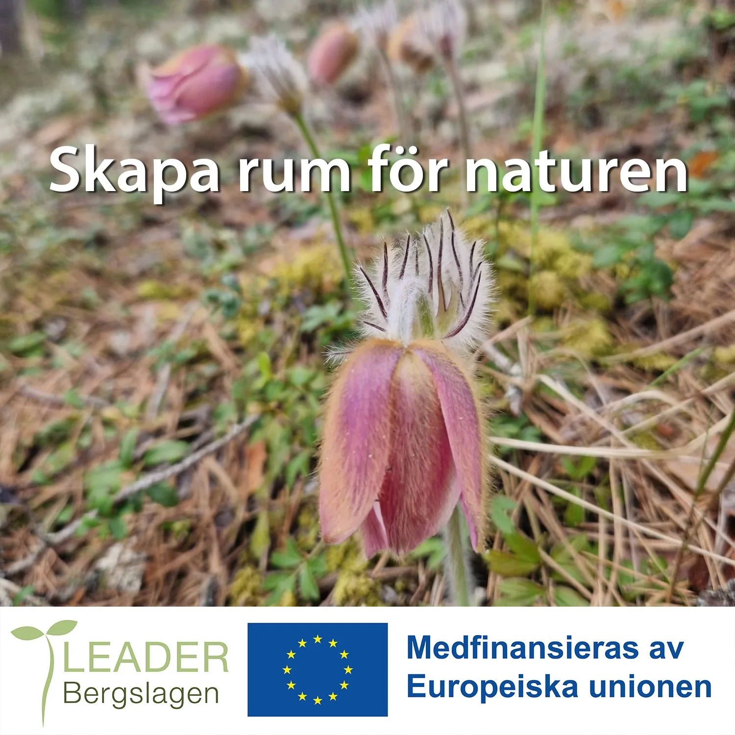 bild på mosippa i projektet skapa rum för naturen